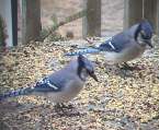 bluejay at Eels Lake