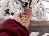 chickadees at Eels Lake