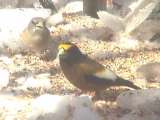 evening grosbeak - Eels Lake area