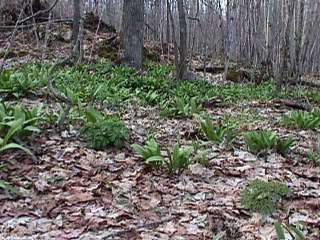 photos of Eels Lake area - wild leeks