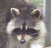 racoon seen at Eels Lake