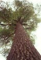 artistic white pine - Eels Lake