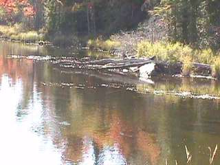 Eels Creek scene
