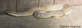 Eastern hognose snake